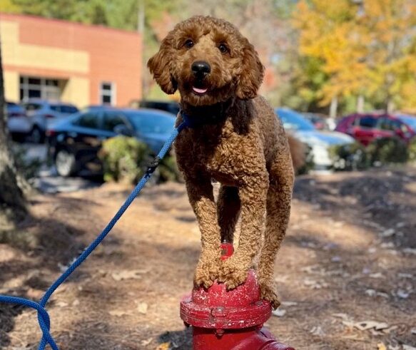 Dog placing on fire hydrant