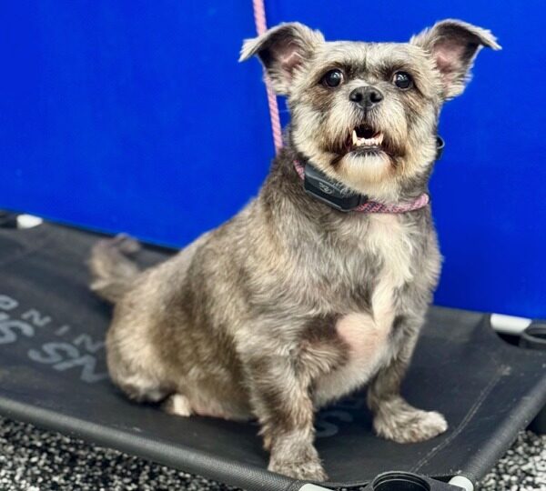 Dog smiling while placing at All-Star Dog Training Facility
