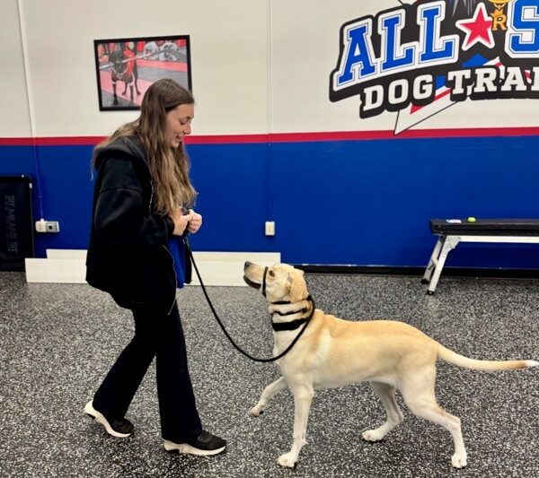 Dog looking at All-Star Dog Training Trainer