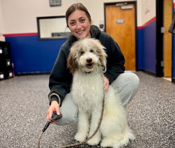 Doodle posing with All-Star Dog Trainer