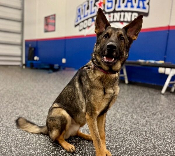 German Shepherd at All-Star Training Facility