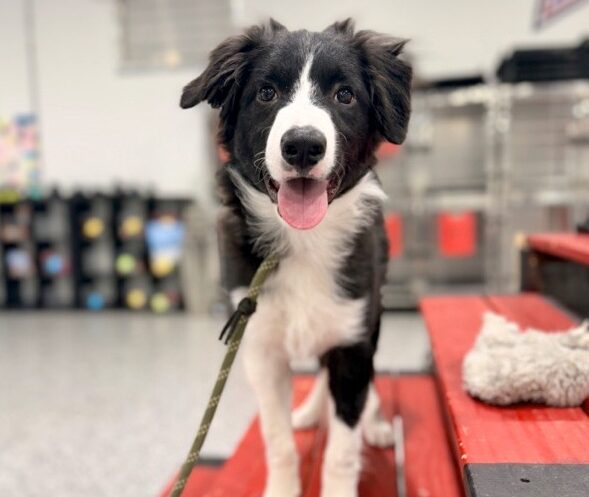 Dog with tongue out at All-Star facility