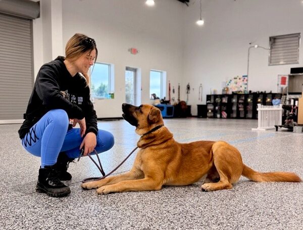 Dog laying down and looking at All-Star trainer