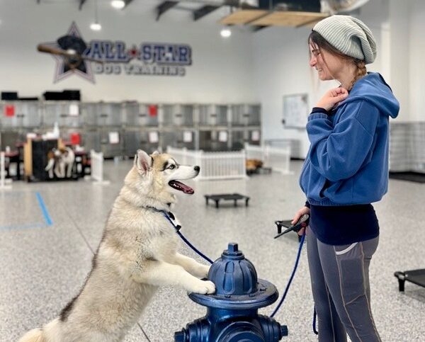 Dog placing on fire hydrant with All-Star Dog Training Trainer