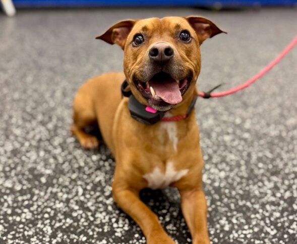 Dog laying down during training with tongue out