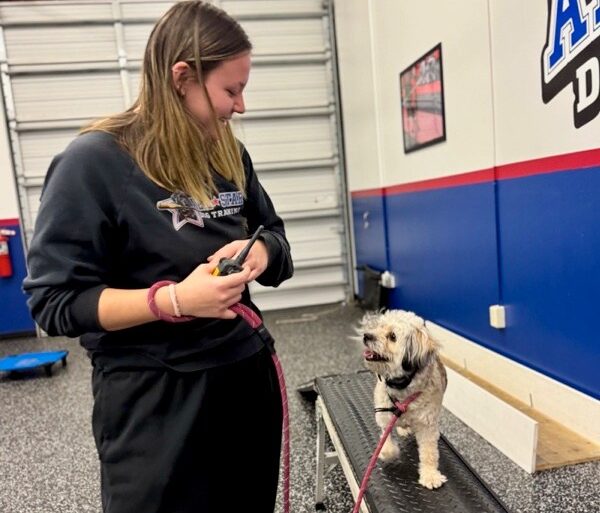 Dog trainer doing 1:1 training with dog at All-Star Dog Training Facility