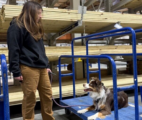Dog placing at Lowes during training outing