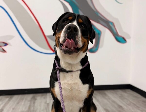 Dog sitting and posing for the camera