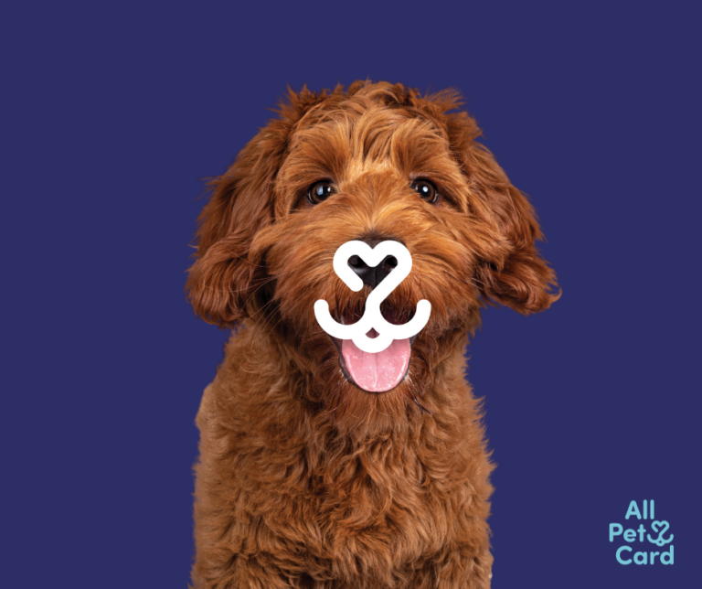 All Pet Card logo with Doodle