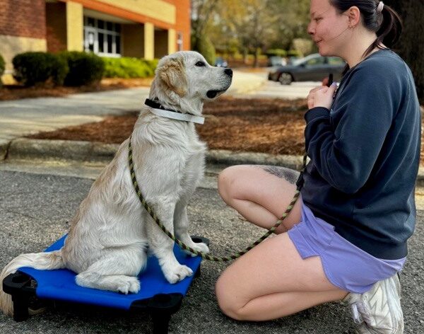 Dog placing on mat outside with expert dog trainer