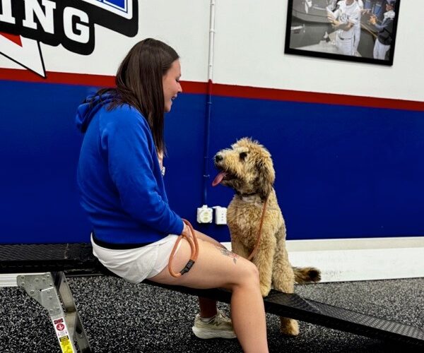 Doodle with paws on ramp looking at 1:1 sit means sit trainer