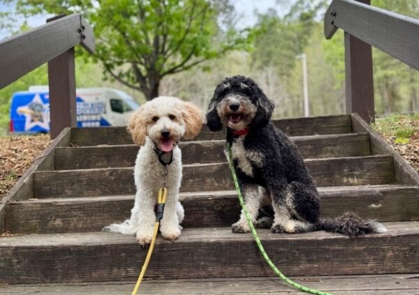 two doodles posing on steps