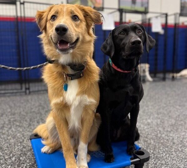 Two dogs placing on mat during group dog training