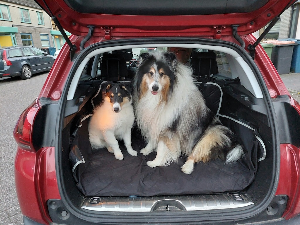 two dogs in the trunk of a car